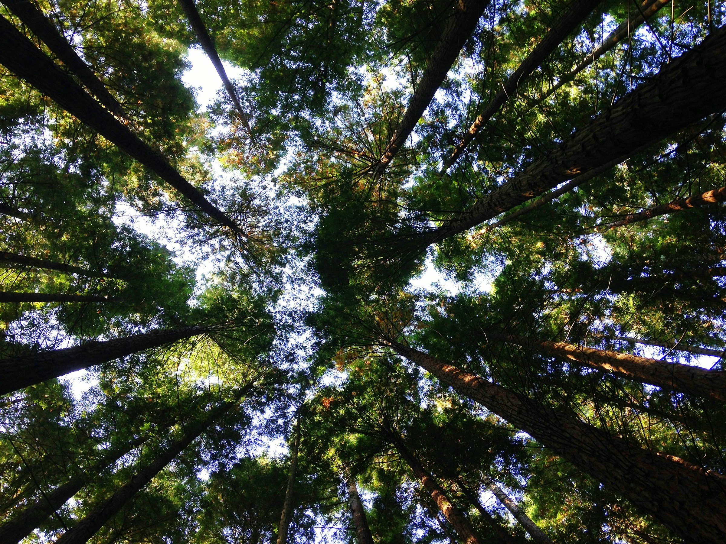 An upward view into a forest canopy, highlighting the interplay of light and shadow among the leaves and branches.