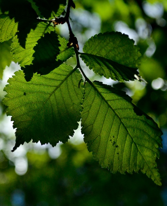 Close-up of a vibrant green leaf showcasing its intricate texture and details.