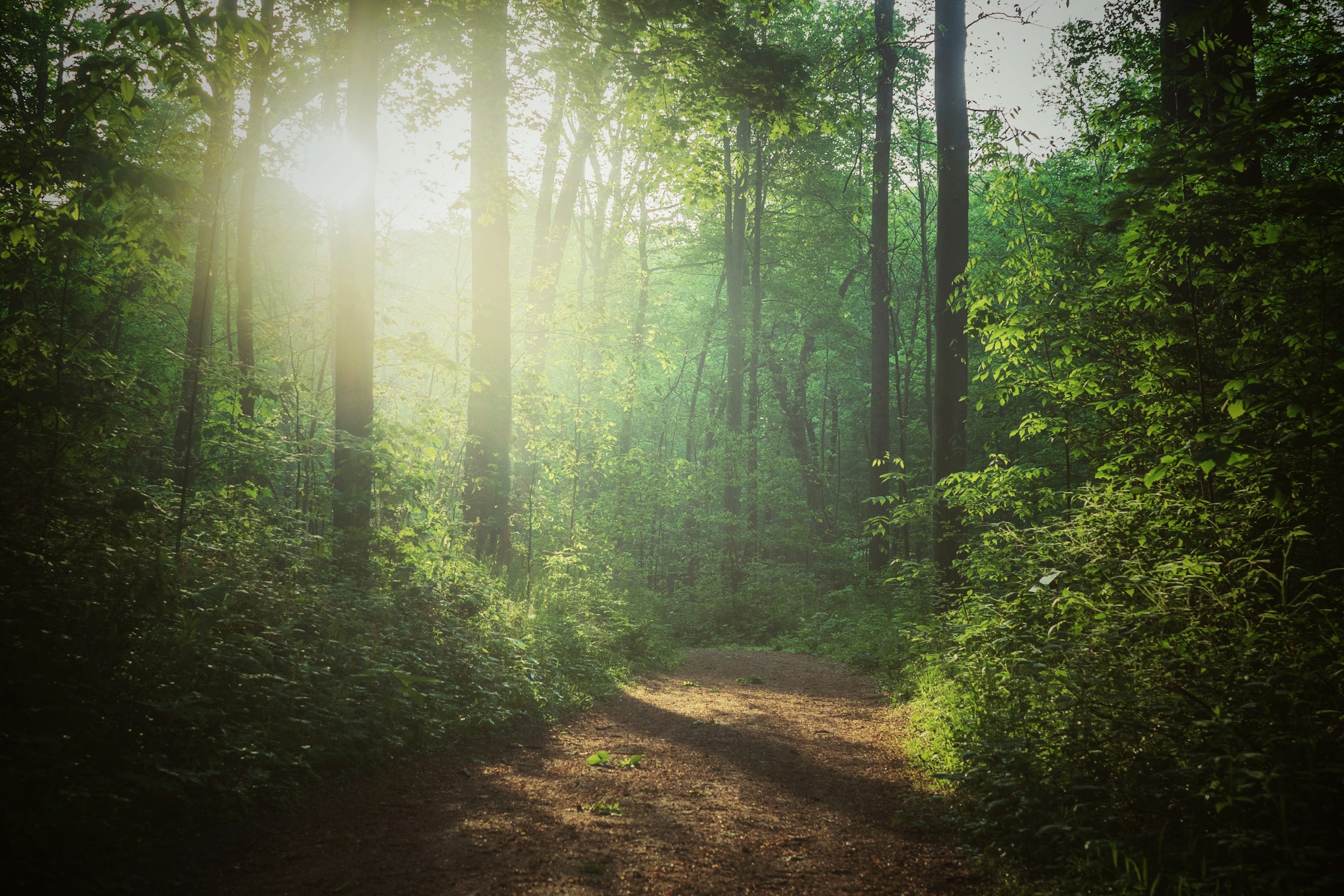 A dirt path winding through a forest, illuminated by sunlight filtering through the tree canopy above.